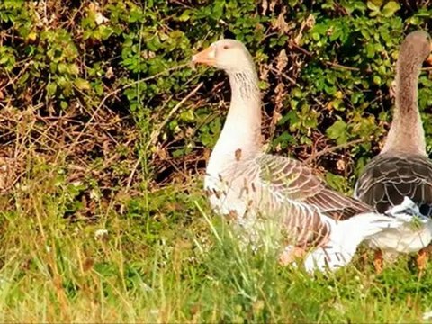 Oies cendrées pendant la pause migratoire