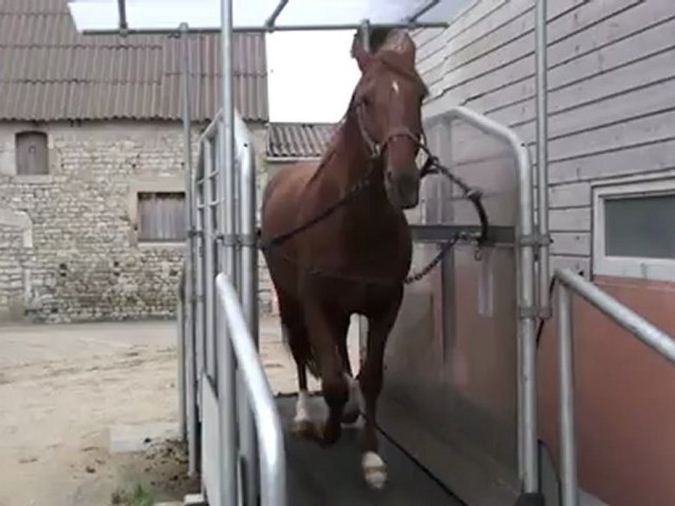 SAPHIR AU TAPIS ROULANT