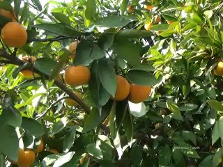 90.Seferihisar Mandalin Şenliği 2012