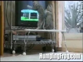 DES CHATS QUI REGARDENT LE PING - PONG