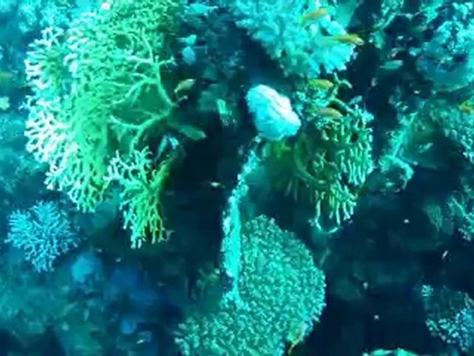 Plongée Mer rouge novembre 2012