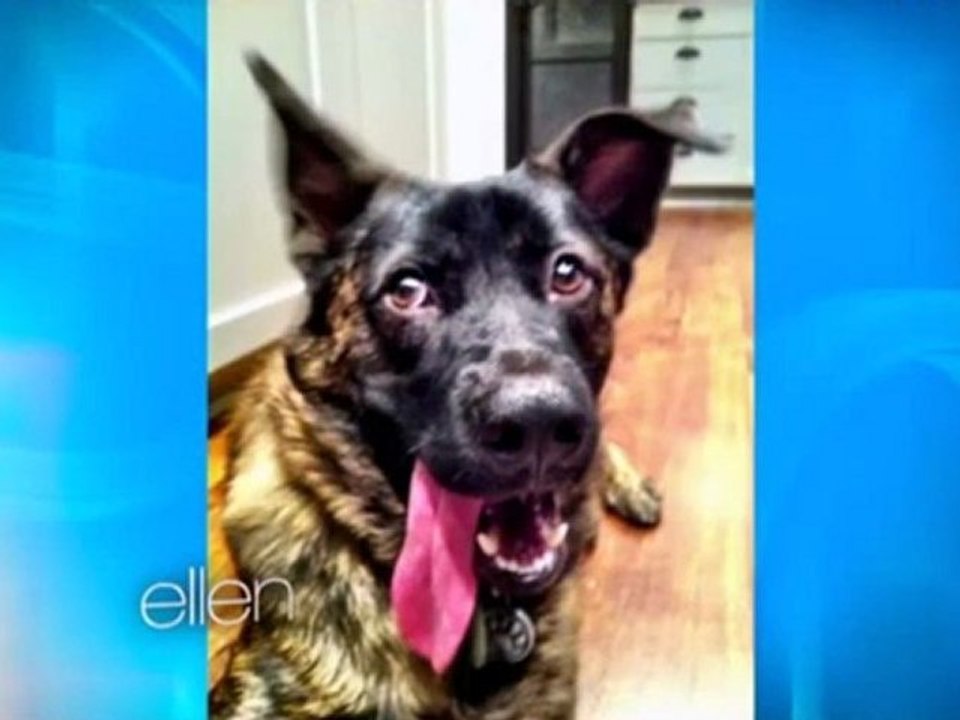 Robert Pattinson fala sobre seu cachorro Bear no programa Ellen DeGeneres