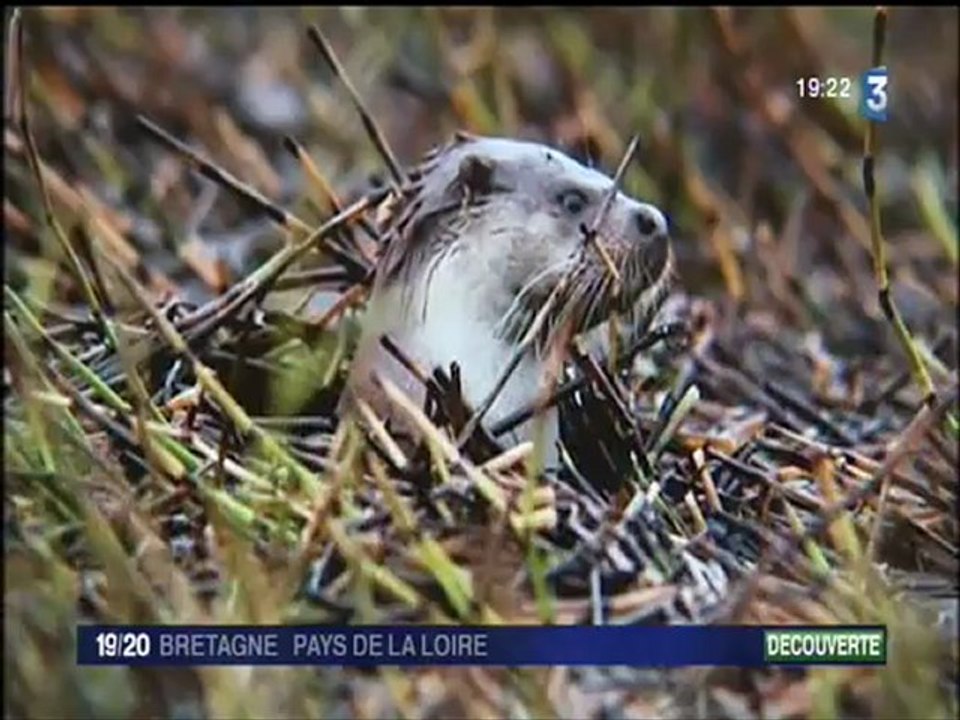 La loutre refait son apparition en Bretagne