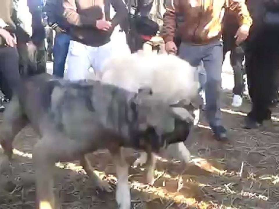 kırşehirden adanalı  nevşehirli aleks