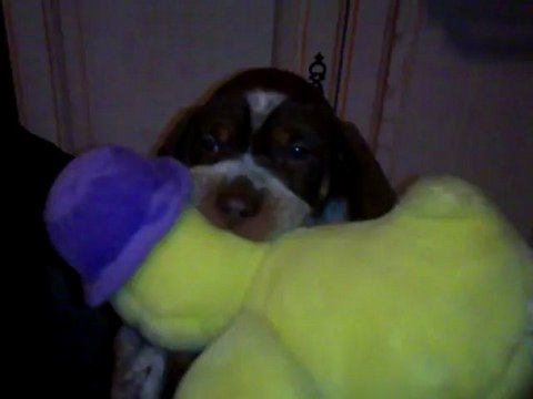 des betes charles édouard des betes ! mdrrrr