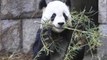 Edinburgh Celebrates Celebrity Pandas Anniversary, Hopes For A Baby In 2013