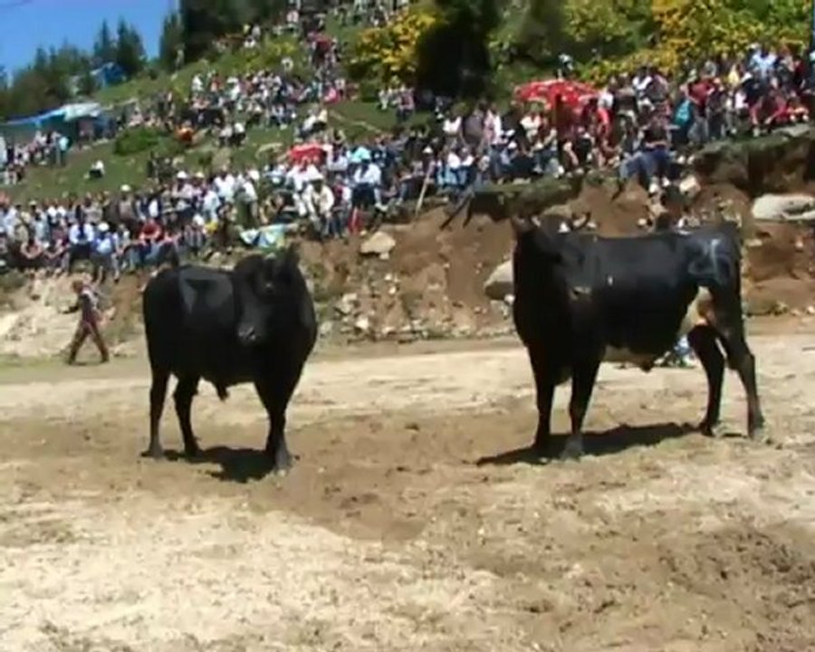 galer güreşi 2012 www.kavrunsahinpansiyon.tr.gg