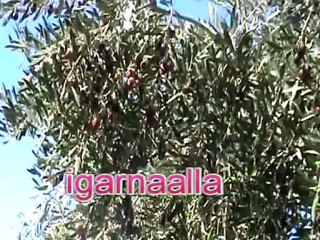 OMAR  BARGHOUT MZOUDA  عمر برغوث  امزوضة