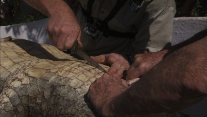 INSIDE a Crocodile | Crocodile Creek Ep3