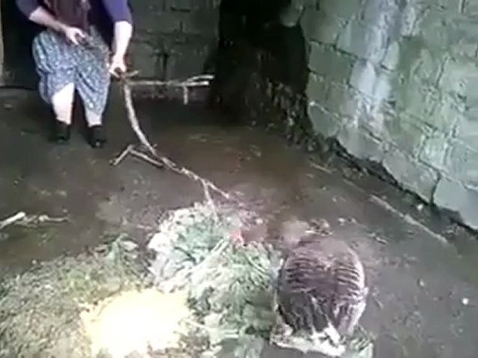 Gülmekten karnınız ağrıyacak