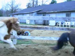 Jouer avec Fred et Dobby...