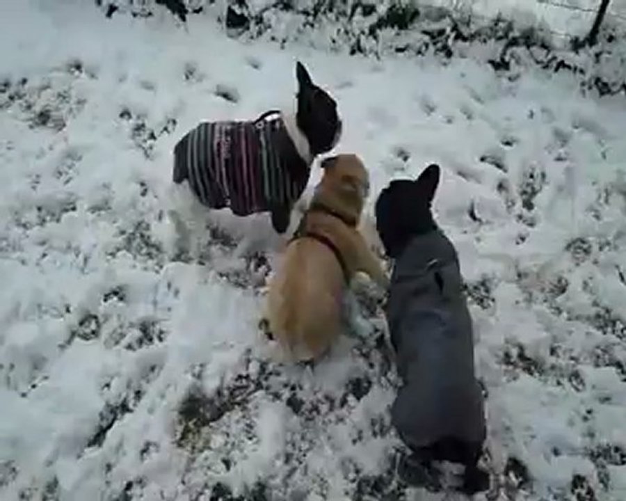 Le 5 décembre 2012 dans la neige P1050416