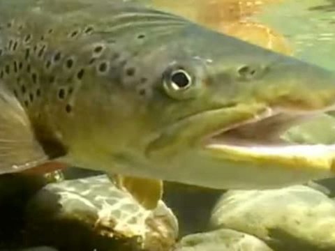 Todd Moen - Fluss des Lebens 2