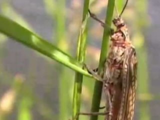 Todd Moen - Fluss des Lebens 1