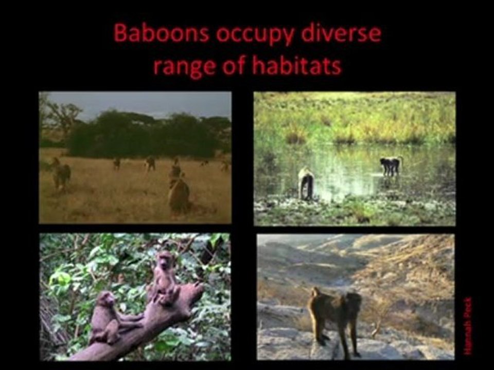 Patrick Shafroth: Costs and Benefits of Mammal Group Life