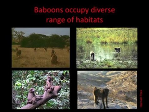 Patrick Shafroth: Costs and Benefits of Mammal Group Life