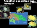 Coral Reef Competitive Advantage Through Mimicry