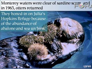 The Return of the Sea Otter to Monterey Bay