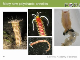 The Wild World of Undersea Worms