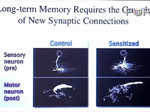 Eric Kandel: Understanding Long-Term Memory Retention