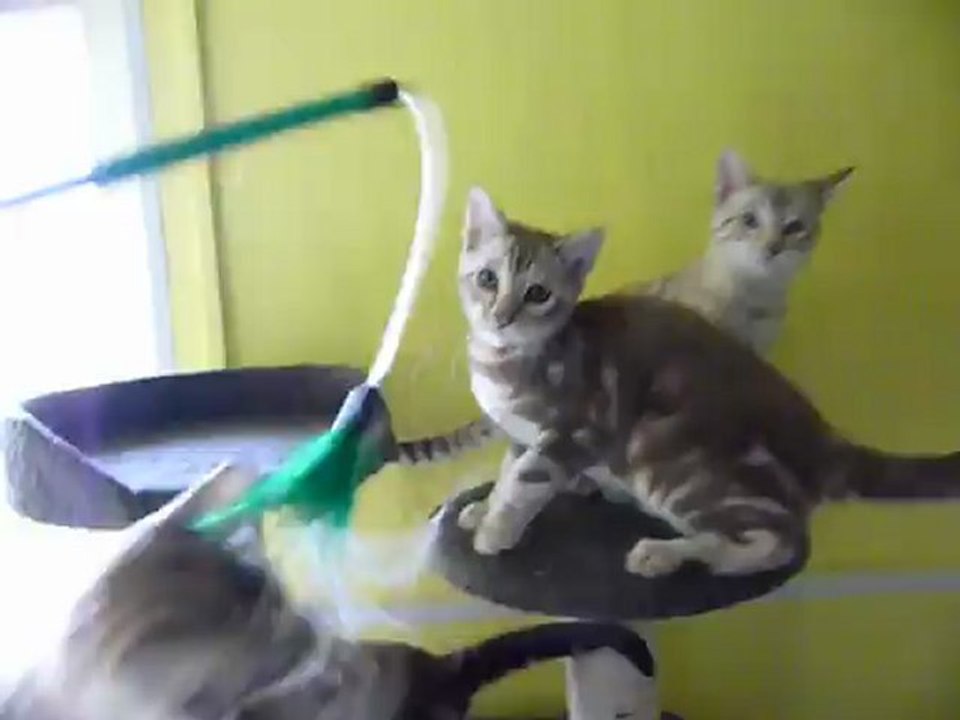 Blitz's kittens (15 weeks) magic bengal cattery