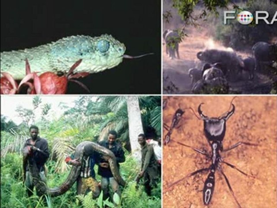 Save the Ant, Save the Planet