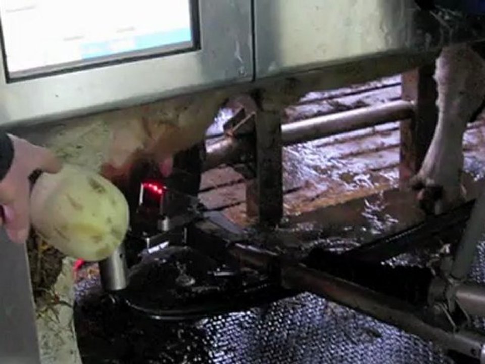 Welles-Pérennes: les vaches de Régis Bizet gèrent toutes seules leur traite