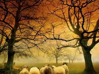 MUSTAFA ÖZARSLAN-BİR KUŞ GİBİ