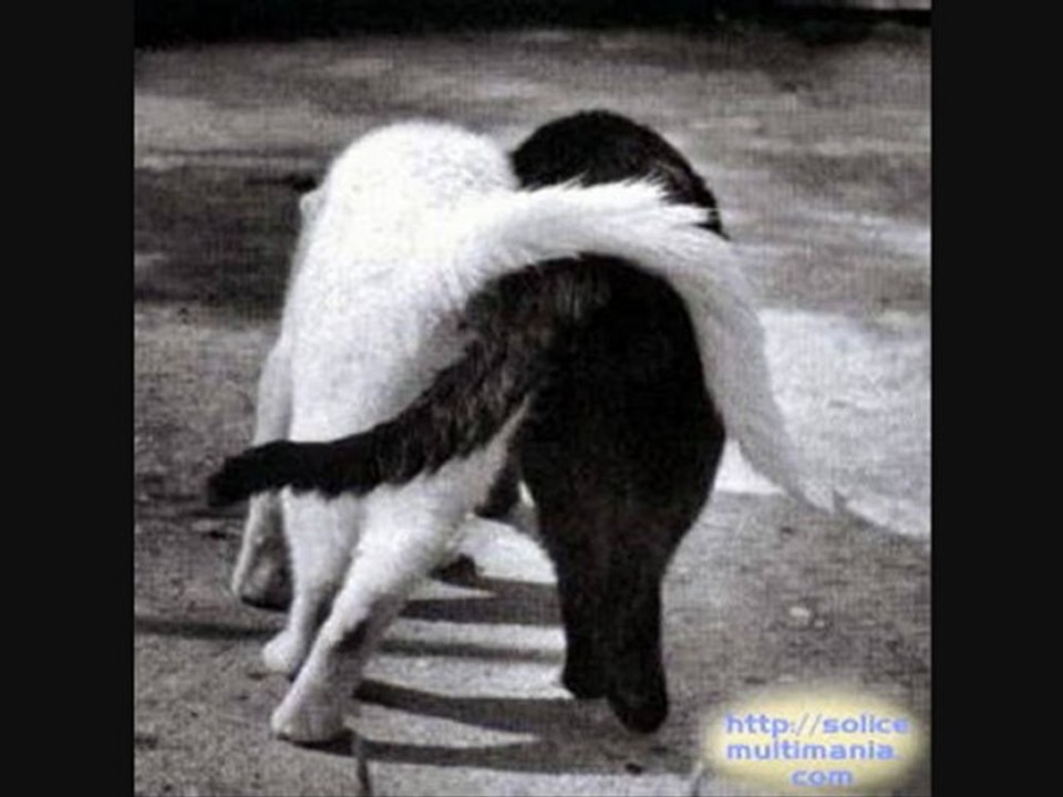 un chat refuse de laisser partir sa copine morte