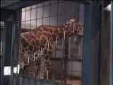 Nace una cra de jirafa en Bioparc Valencia de una especie muy amenazada (otoo 2012)