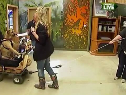 Три собаки учатся водить автомобиль