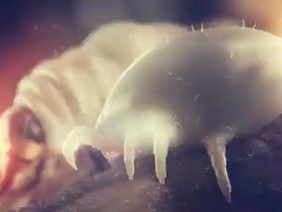 Matta _ Niveau Zero (Riot)