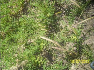 AHMED AKGÜL AMASYA GÖYNÜCEK ALAN KÖYLÜYÜZ HERİ...!