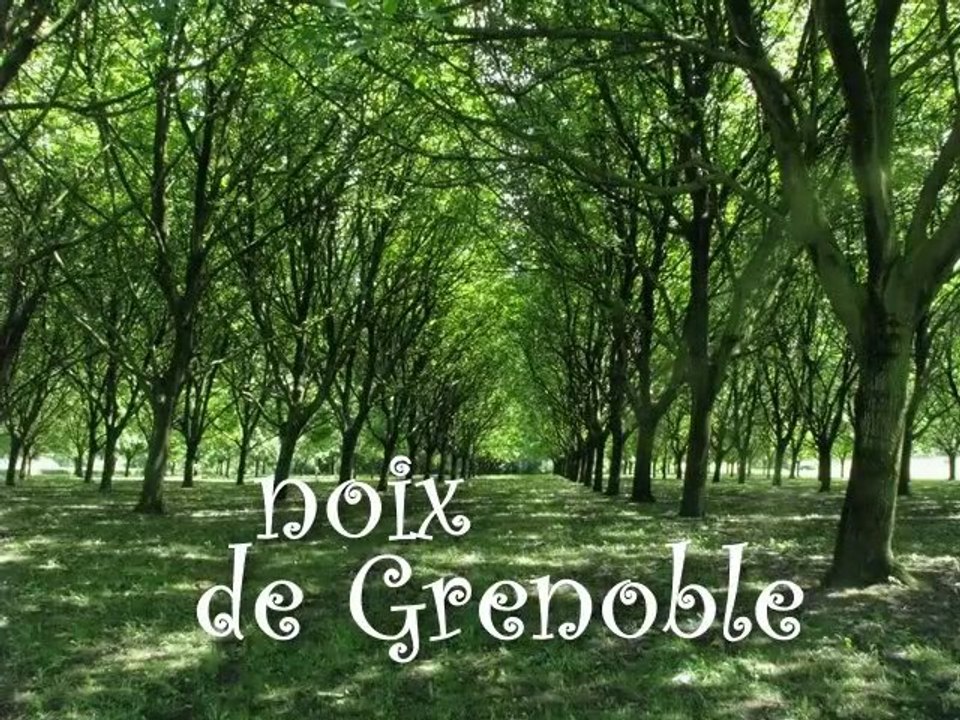 Noix de Grenoble, la fête à Vinay.