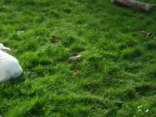 chiots golden retriever à 6 semaines