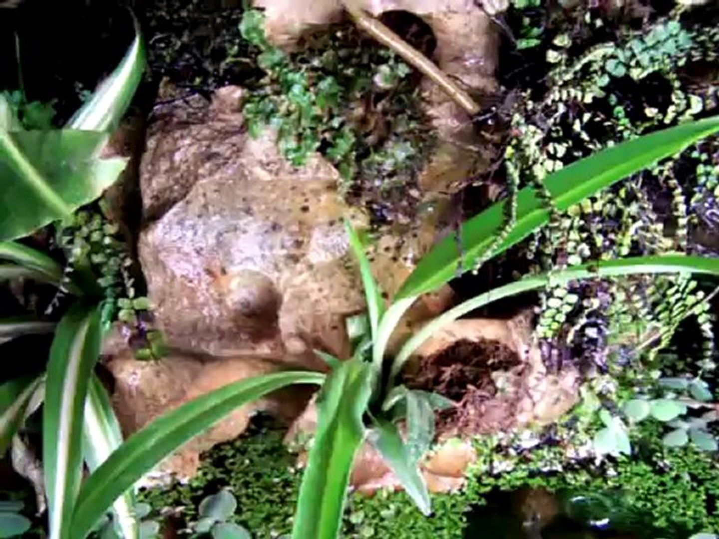 ⁣l'aquarium d'alex