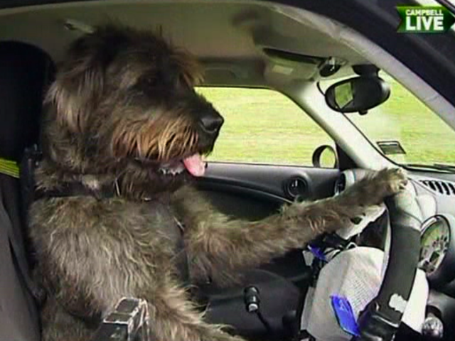 Man's Best Friend Learns How to Drive In New Zealand
