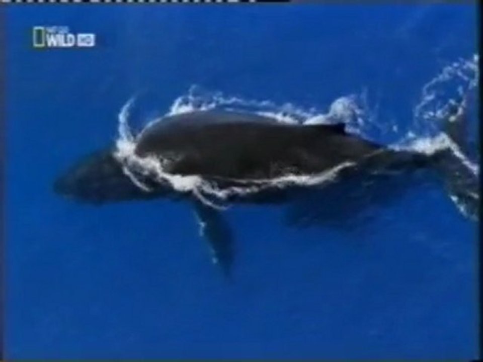 Zoosemiotica: Comunicacion animal
