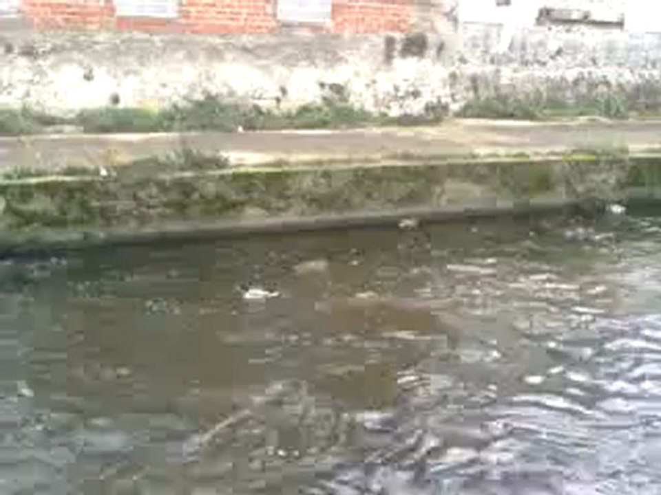 Vidéo0174 beaucoup de canard sur le sichon vichy allier