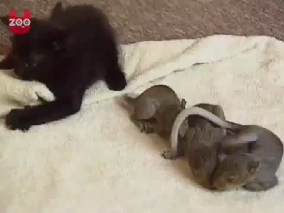 Animals 29