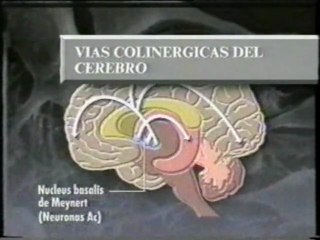 Alzheimer: Hipotesis colinergica
