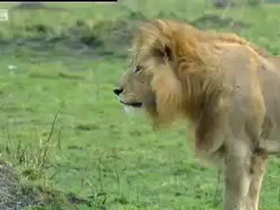 Animals 31