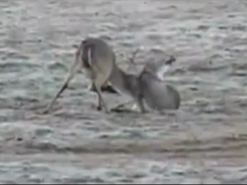 Animals 11