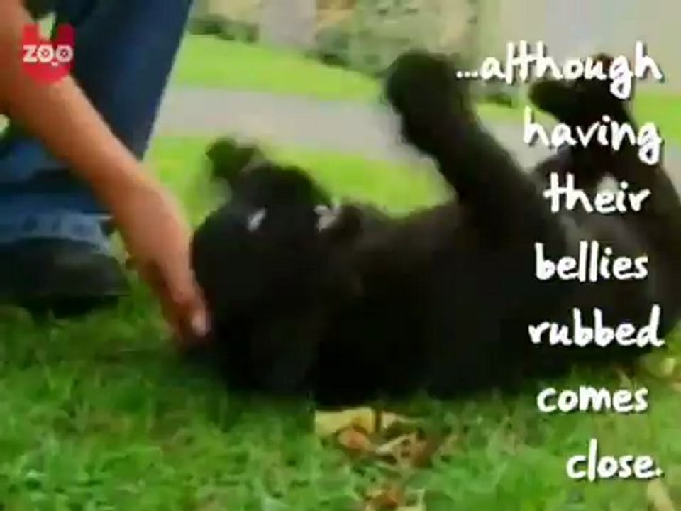 Animals 12