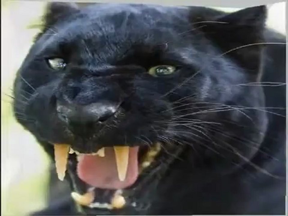 Animals 19