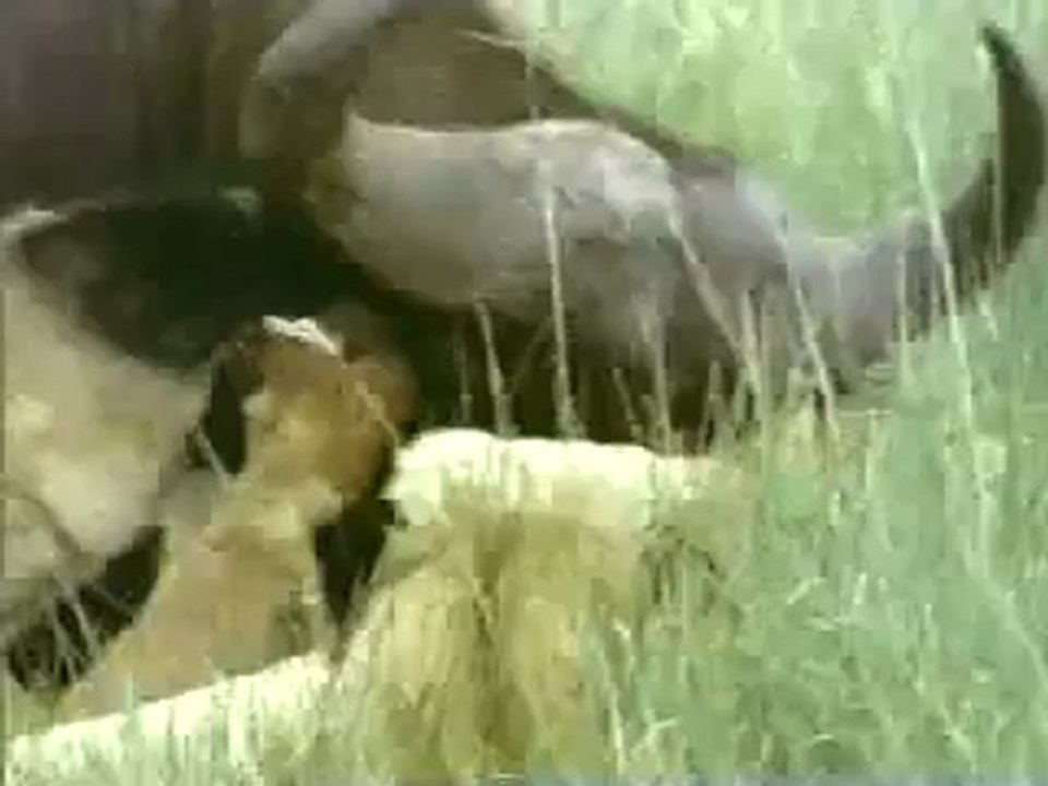 Animals 23