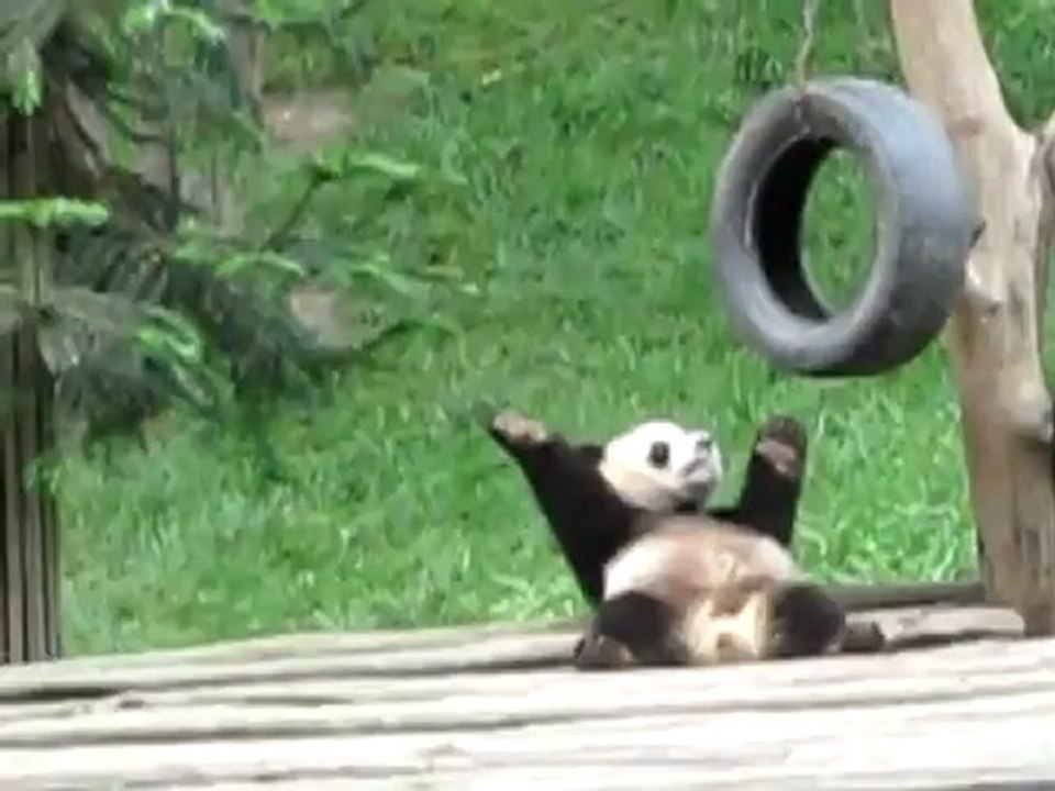 Animals 44
