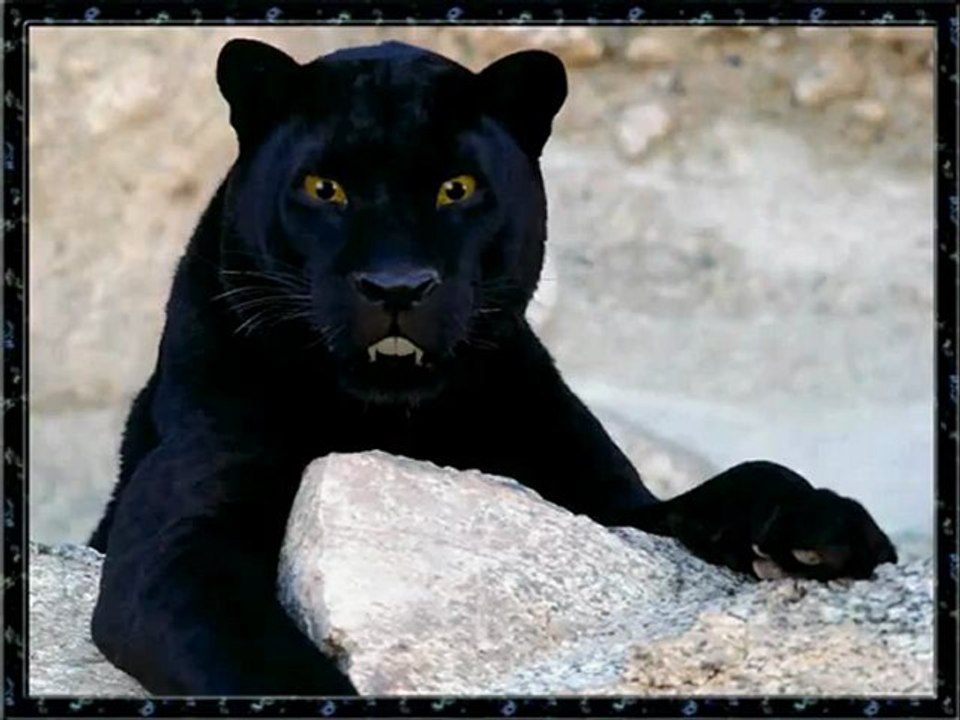 Animals 45