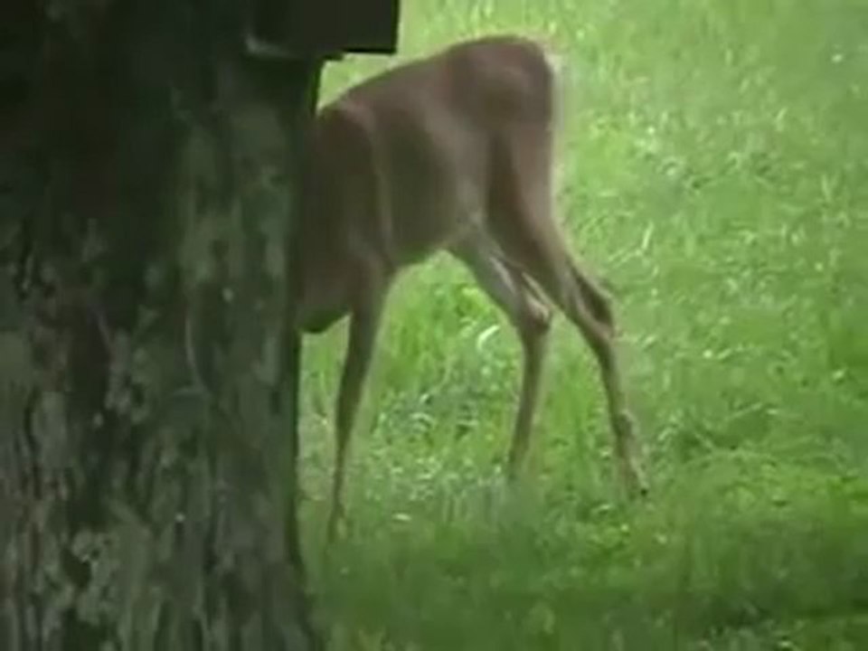 Animals 46