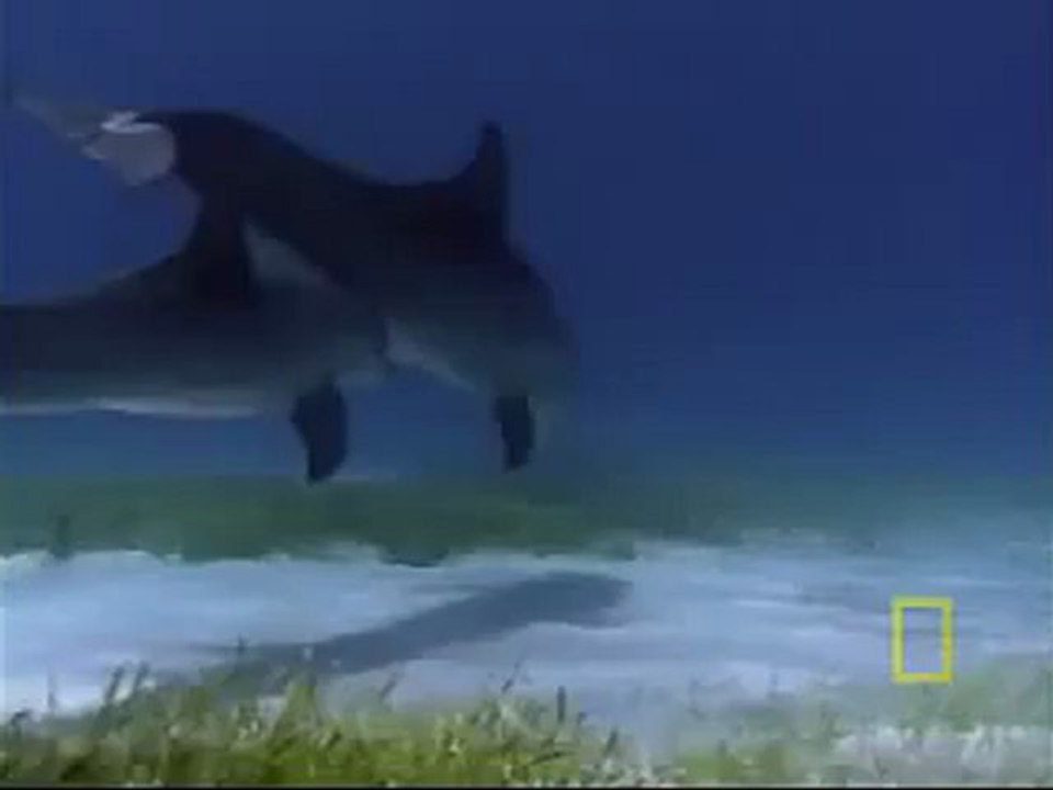 Animals 53